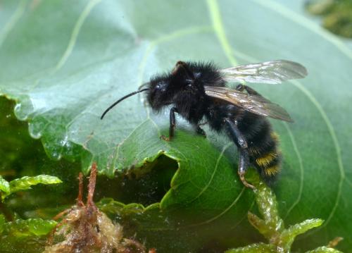 Bombus campestris